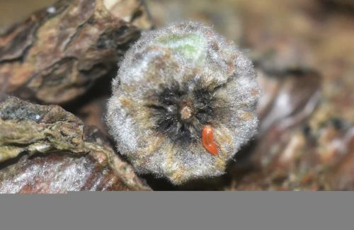Réf. 331 066 : Mycodiplosis sp.